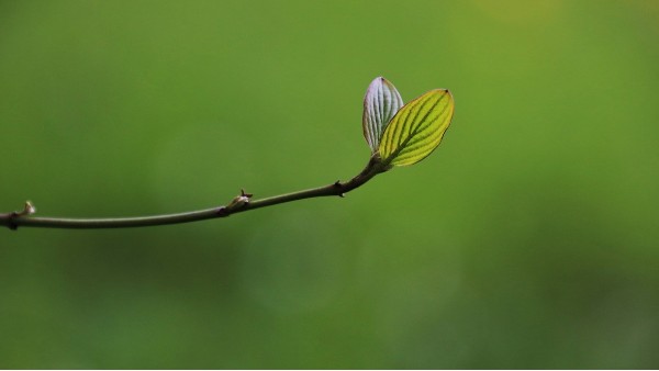 學(xué)生公寓床